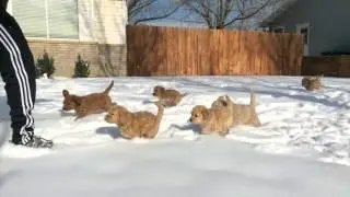 Puppies Snow day