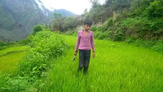 dharme brother's son in his farm field || village works duty || rural Nepal || @ruralnepall