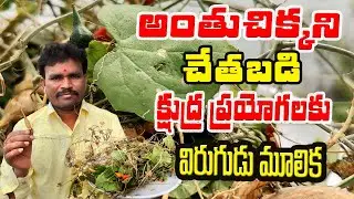 అంతుచిక్కని చేతబడి క్షుద్రప్రయోగాలకు  విరుగుడు మూలికా||Chetabadi|kshudraprayogalu|blackmagic|plants