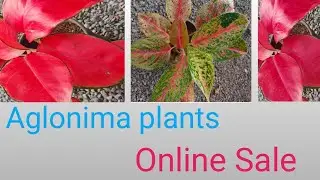 Aglonima plants Online Sale 