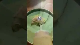 집에서 나홀로 광어 손질 , fluke , ヒラメ