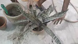 Earth Star Plant Care/Starfish Cryptanthus Bromeliad Report