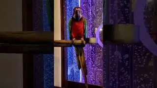 Macaw parrot sonamati rastudent Bhala KOLKATA | #overview