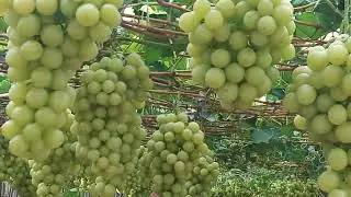 UVA IT&Aacute;LIA  PRODU&Ccedil;&Atilde;O TOPADA
