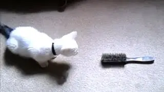 Cat vs Brush - Gravity defying cat!