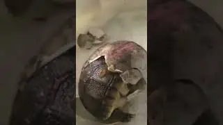 Have you ever seen a baby Tortoise hatch? 🥺 🐢 #Shorts #BondiVet