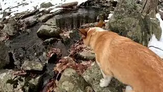 Dog Hiking Adventures with Frankie, Goofy, Comet, and Poseidon on 12/26