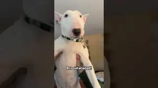 Joy doesn&rsquo;t like flight mode 🥺 #funny #cute #dog #pets #cutedog #shorts #meme