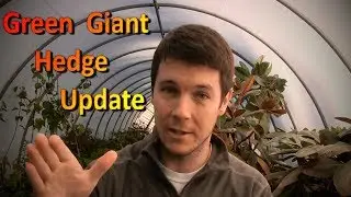Green Giant Hedge Update | 6 Months in the Ground