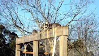 Los lemures de VigoZoo