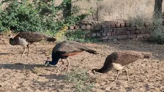 The peacock 🦚 is foraging on the ground, searching for food.