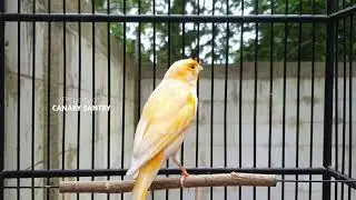 Пение-терапия для канареек: самая мощная тренировка для канареек❗❗