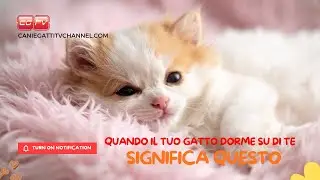 Quando il tuo gatto dorme su di te, significa questo..