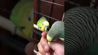 Blueberry and Greenberry likes the phone #birdcontent