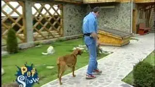 Viszla Maghiara- notiuni de educatie_1Mb.mp4