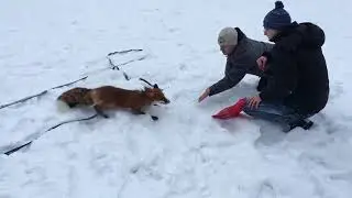 Tiki the fox is fed by fox lovers (Day 661)