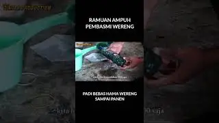 Pakai Ramuan ini Bikin Hama Wereng & Walang Sangit langsung K.O part 1