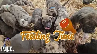 I Was Warned If I Fed This To My Pups The Worse Would Happen