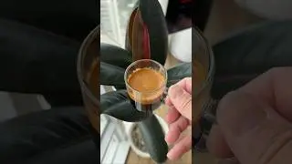 Nicaragua Red Honey El Especial Microlot Espresso Shot #coffee #asmr #shorts #satisfying #espresso