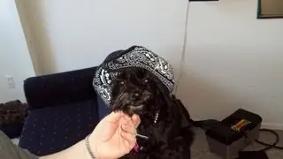 Adair the Yorkiepoo Gets Jealous when my wife kiss me