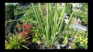 HARVESTING LEMON GRASS FOR TEA