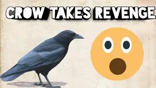Crow takes REVENGE || 😲😲 ||