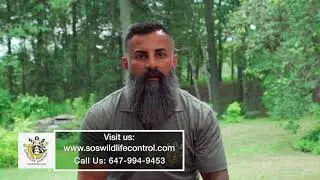 Dead Animal Removal Services
