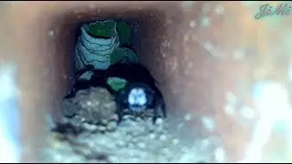 Leafcutter bee (Megachilidae) bees nest in brick pipes