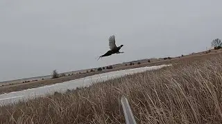 South Dakota Pheasant Hunting 01-17-2026