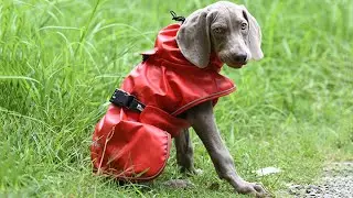 What To Pack When Hiking with Dogs Large Dog Raincoat With Harness Opening Rain Jacket | Petmallco