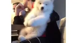 Pupper does a gangnam