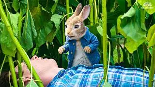 लगता है ये टपक गया - Peter Rabbit | Animation Comedy Scene | In Hindi Dubbed