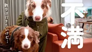 カッパ着せられてあからさまに不満げな顔をする姉弟犬がコチラ・・・【ボーダーコリー・オーストラリアンシェパード】