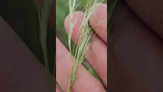 Flowers of Aristida funiculata  - Sannanchi