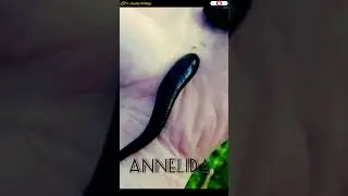 phylum annelida#animal kingdom #neet #biology #class11 #viral#metameric segmented animal