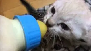 こはる日和　保護子猫バニラ哺乳瓶は絶対はなちましぇん