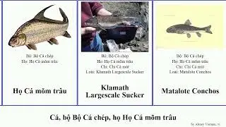 C&aacute;, bộ Bộ C&aacute; ch&eacute;p, họ Họ C&aacute; m&otilde;m tr&acirc;u moxostoma catostomus fish nigricans insignis clarkii Sucker