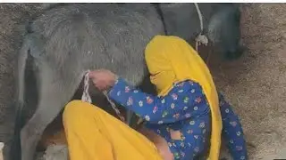 Donkey Life time Video | Donkey Kong Vlogs