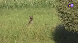 Australia - Bool Lagoon Game Reserve & Hacks Lagoon Conservation Park