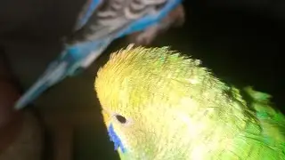 Happy budgie chirping sound #rbnbirds #budgies #birds #parrot #pet #live 