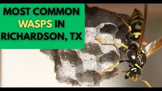Common Wasps in Richardson, TX: What to Watch For (and When to Worry)