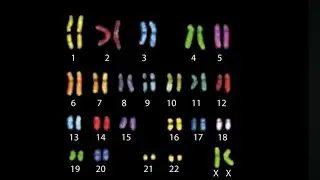 DNA HOROSCOPE Light triyed personality 9947351666