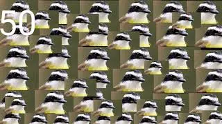 1000 bem te vi cantando ao mesmo tempo
