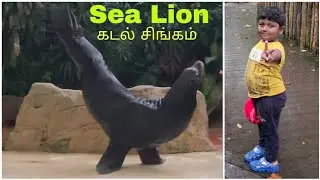 கடல் சிங்கம் / Sea Lion at singapore zoo. #zoo #tamil #singapore #madurai 