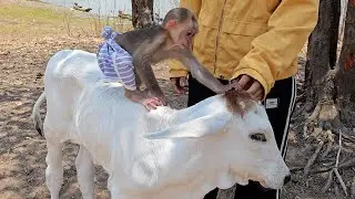Monkey Jack Surprise On Holiday Curious Meet Baby Cow So Adorable