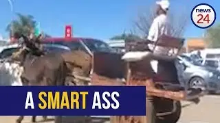 WATCH: Donkey cart driver demonstrates pro parking skills