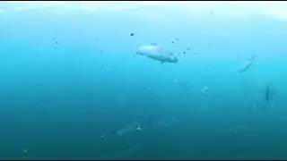 Mowi Scotland Virtual Reality Tour - Part 2 - The Sea Farm