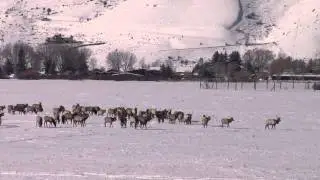 National Elk Refuge