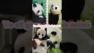 Sweet Panda Mom Compilation! You Voted For This | iPanda #shorts #compilation