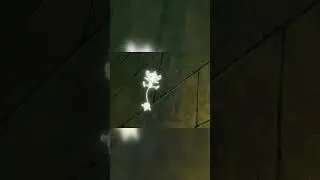 Dawn's Aipom evolves into Ambipom